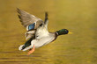 Mallard Duck In Flight