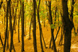 Autumn forest