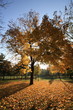 Herbstbaum