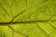 Green Leaf Macro