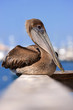 Beautiful  Pelican