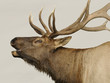 Elk Calling - Isolated Elk Calling - Isolated