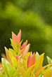 Photo: Fresh leaves Fresh leaves