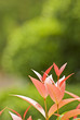 Photo: Fresh leaves Fresh leaves