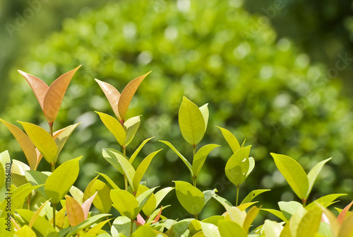 Photo: Fresh leaves sequence Fresh leaves sequence