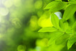 Photo: Fresh leaves Fresh leaves