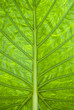A beautiful leaf texture in green