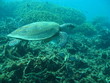 Hawksbill turtle (Eretmochelys imbricata)
