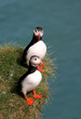 Photo: Puffin couple Puffin couple