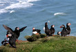 Photo: Puffins group Puffins group
