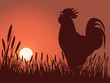 rooster greeting sunrise