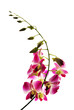 branch of violet orchids isolated on white