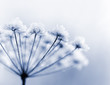 Frozen Flower