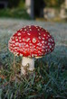 Fliegenpilz