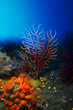 Seafan