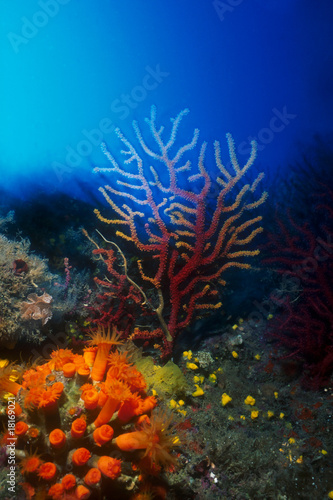 Photo: Seafan Seafan