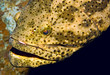 Goliath Grouper