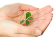 Small green plant in a hand