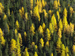 Automne