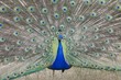 Indian Peafowl, Pavo cristatus Asiaticwith tail feathers displayed in courtship ritual