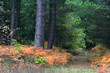 forêt d'automne