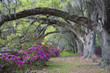 Photo: Live Oaks and colorful azaleas in Charleston South Carolina. Live Oaks and colorful azaleas in Charleston South Carolina.