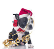 Funny Boston Terrier puppy tangled in ribbons