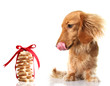 Hungry dachshund eyeing shortbread cookies.