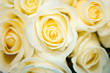 Photo: Yellow Roses Yellow Roses