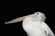 pelican