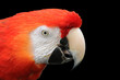 parrot