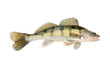 Live zander or pikeperch isolated on white