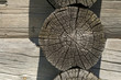 Gray wooden weathered timber in old felling