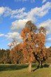 Obstbaum