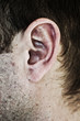 ear