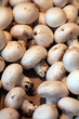 CHAMPIGNONS DE PARIS - - - Marché - 21 mopix