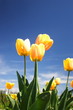 Foto: Beautiful yellow tulips Beautiful yellow tulips