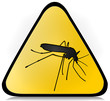 Mosquito