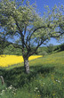 Frühling