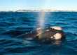 A Right Whale in Peninsula Valdes, Argentina.