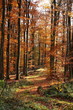 Herbstwald