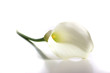 Foto: Weiße Calla Weiße Calla