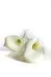 Weiße Calla