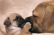 Puggle Welpe Küsst Puggle Welpe Küsst