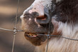 An einem Drahtzaun nagendes Pony