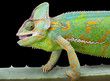 Yemen Chameleon