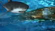 Requin