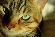 Photo: moustaches du chat moustaches du chat
