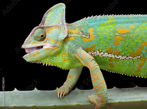 Yemen Chameleon