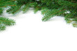 Pine branches Pine branches